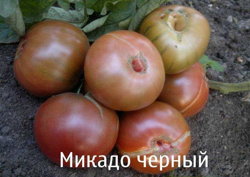 Томат Микадо Розовый Отзывы Фото