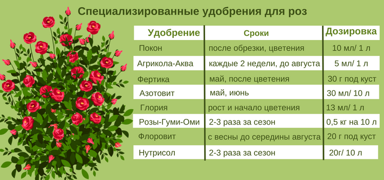Подкормка лилий весной для пышного цветения и роста
