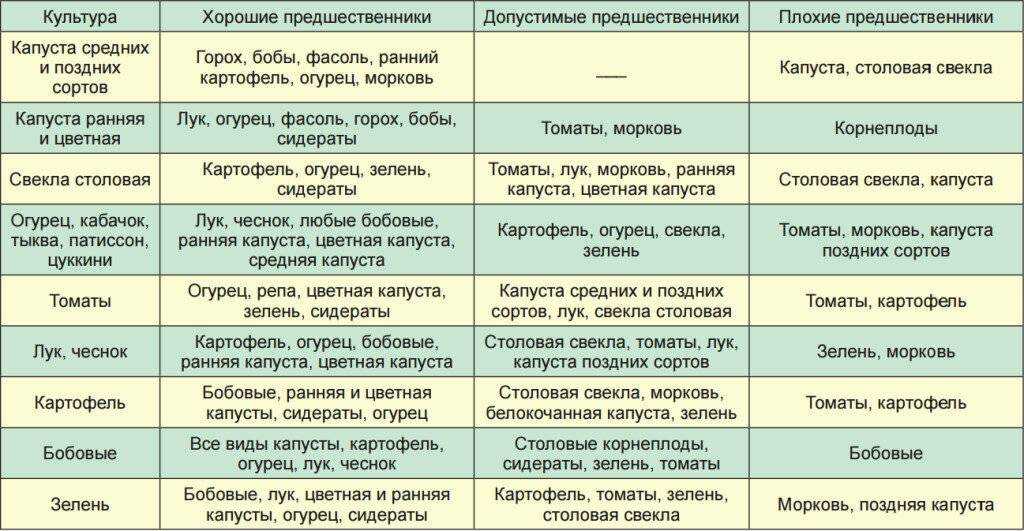 Что лучше посадить после огурцов в открытом грунте