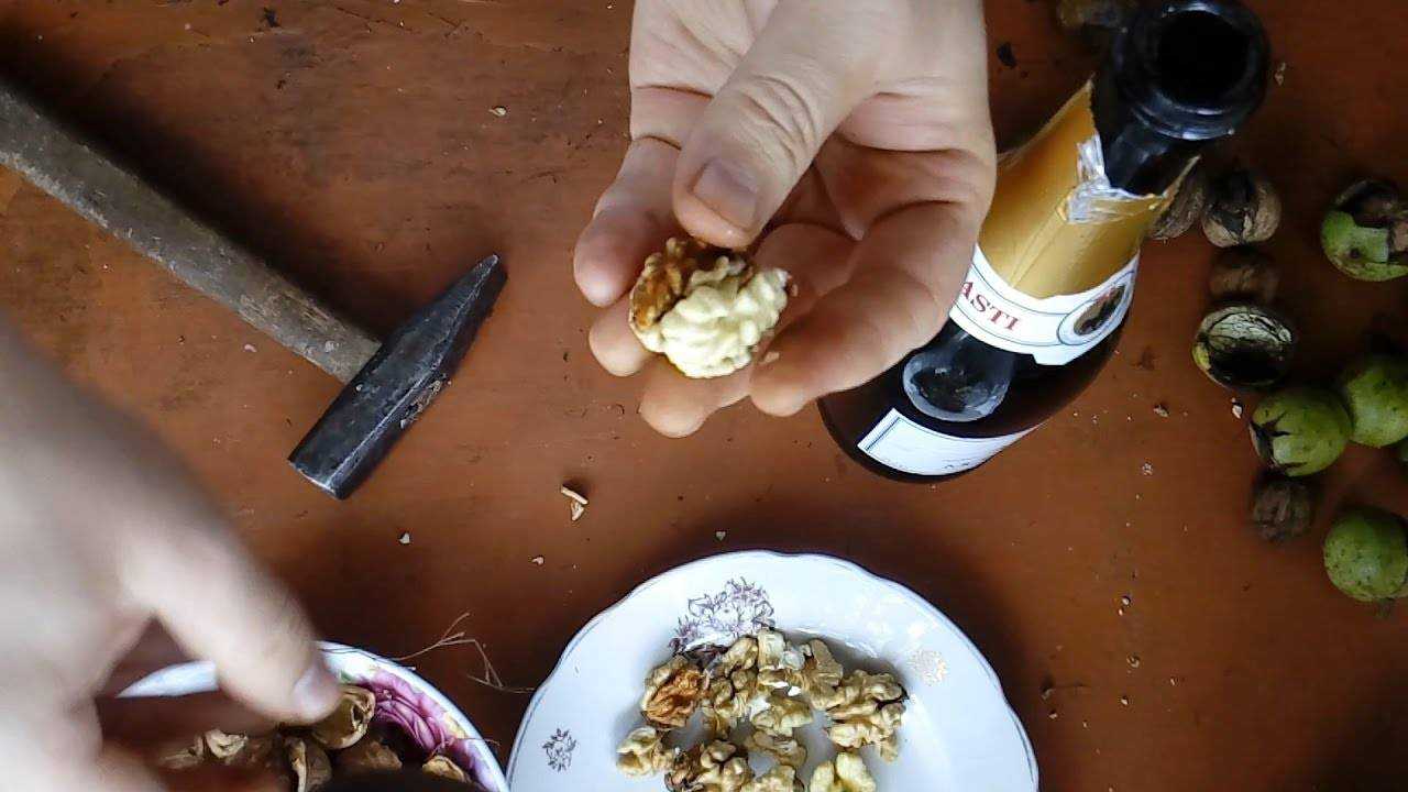 Когда собирать зелёные грецкие орехи: для варенья, настойки