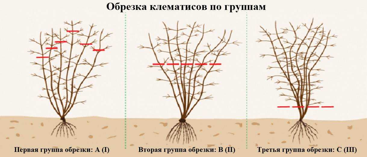 Гибридный крупноцветковый клематис ashva (ашва): посадка и уход