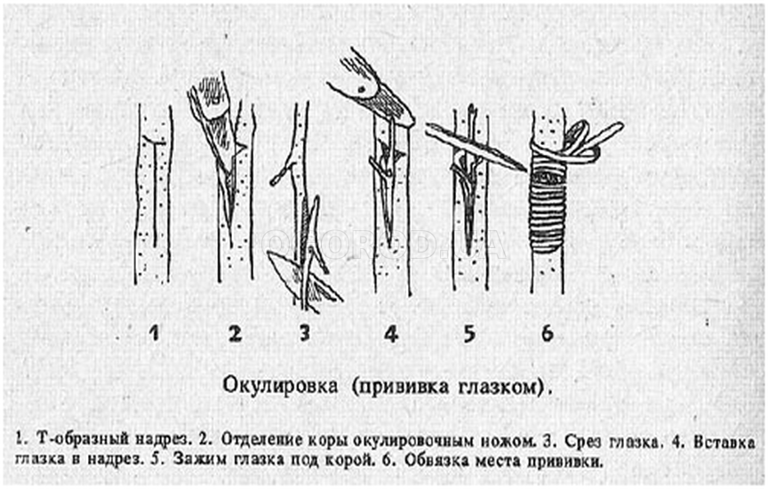 Прививка персика. какие подвои лучше подходят для персика. как привить персик на нектарин, абрикос, миндаль, терн и войлочную вишню. окулировка персикового дерева. способы прививания персиков