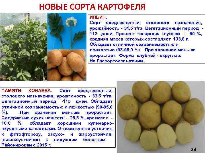 Особенности картофеля сорта Лапоть: описание, технология выращивания Как защитить от вредителей Советы, отзывы, фото