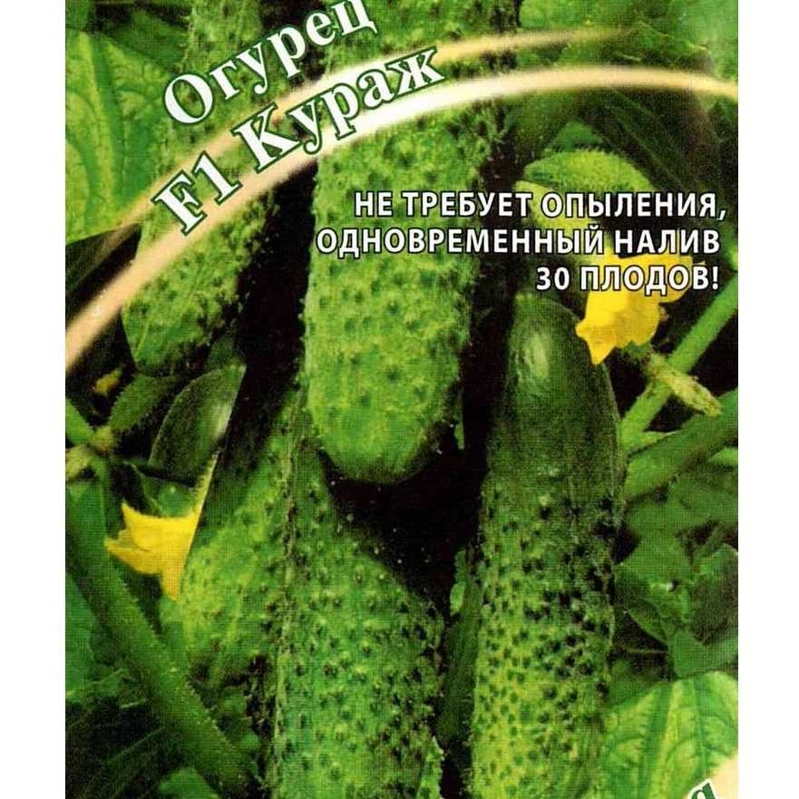 Огурцы кураж: описание сорта и характеристики, посадка, выращивание и уход с фото