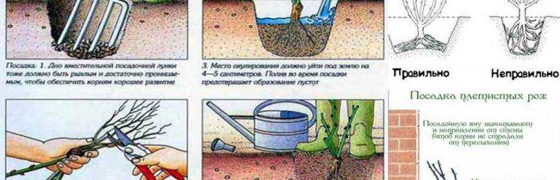 Особенности агротехники плетистых роз, все от посадки до укрытия на зиму + личный опыт с видео