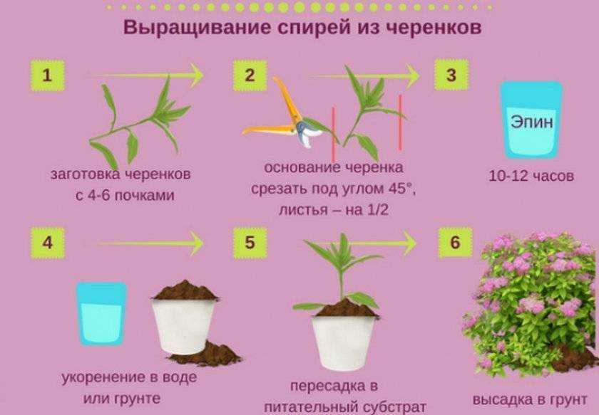 Гортензия комнатная: уход в домашних условиях, 11 фото