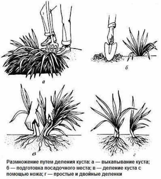 Лилейники — посадка и уход