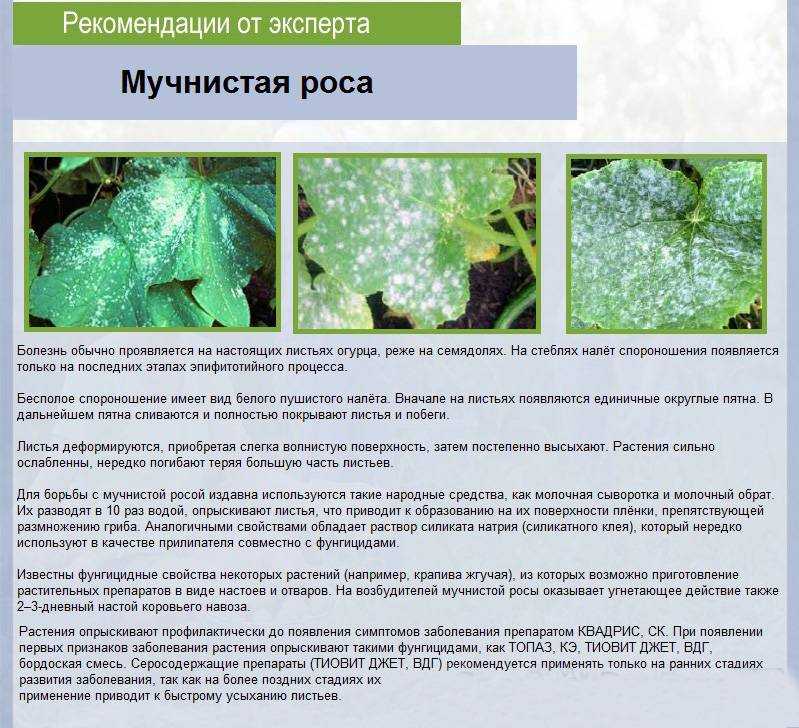 Что делать, если крыжовник покрылся белым налётом?