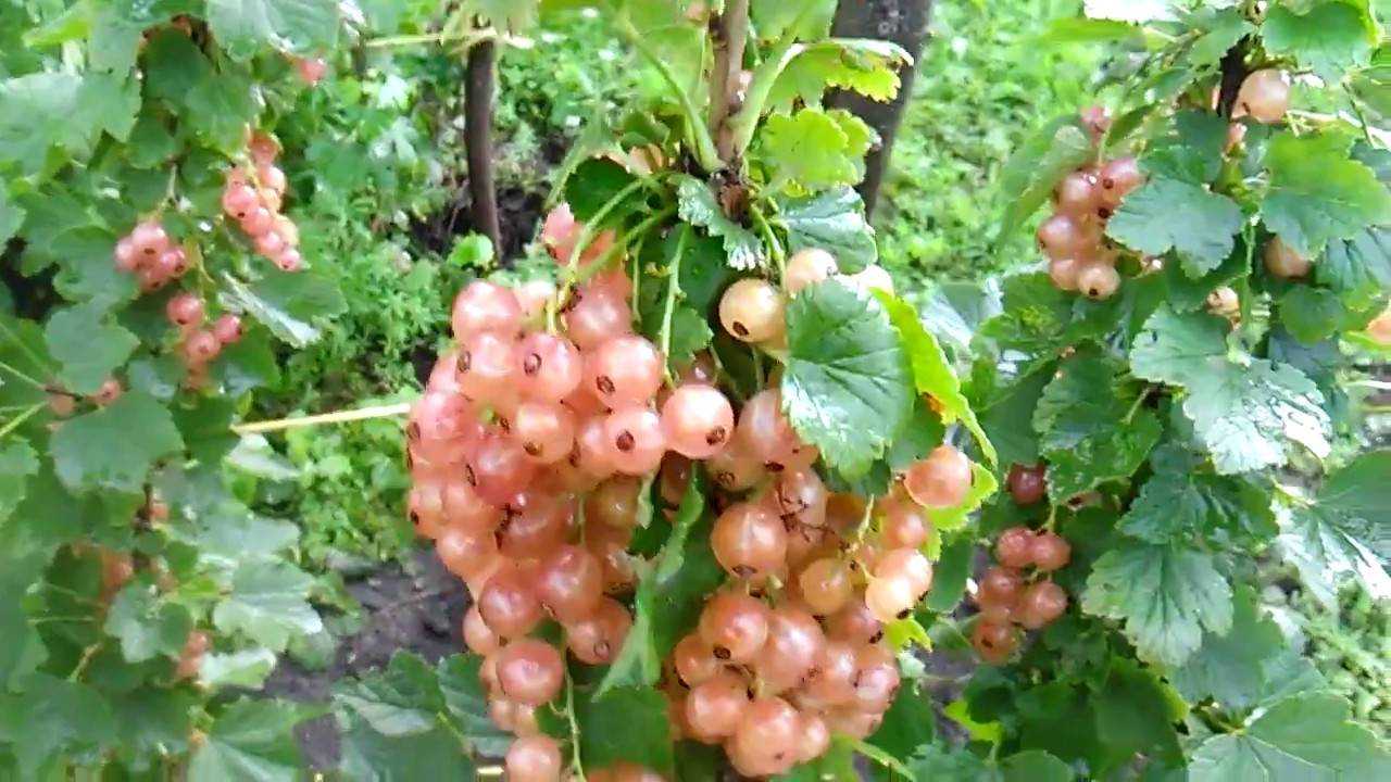 Описание и характеристики сортов розовой смородины, посадка и уход