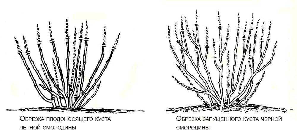 Обрезка смородины осенью: как обрезать смородину правильно, схемы и пошаговые фото процесса, можно ли делать это весной, в каком месяце лучше проводить
