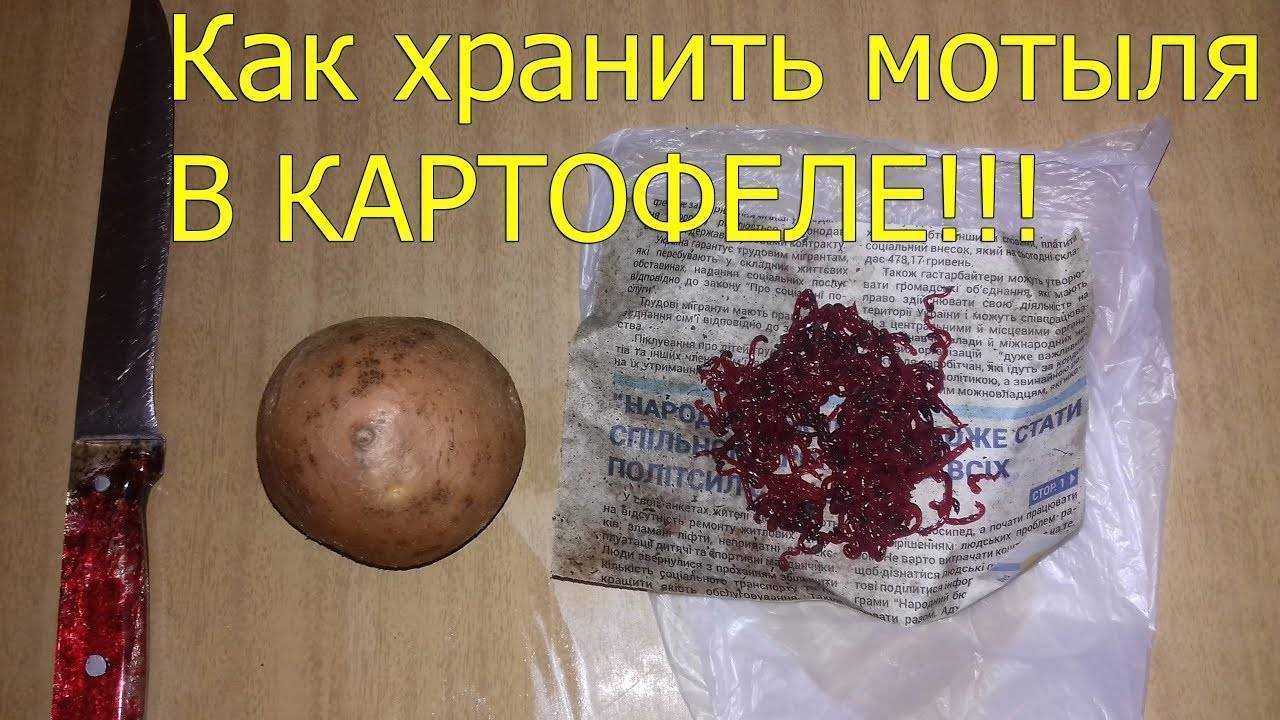 Мотыль: как сохранить в домашних условиях, как насадить на крючок