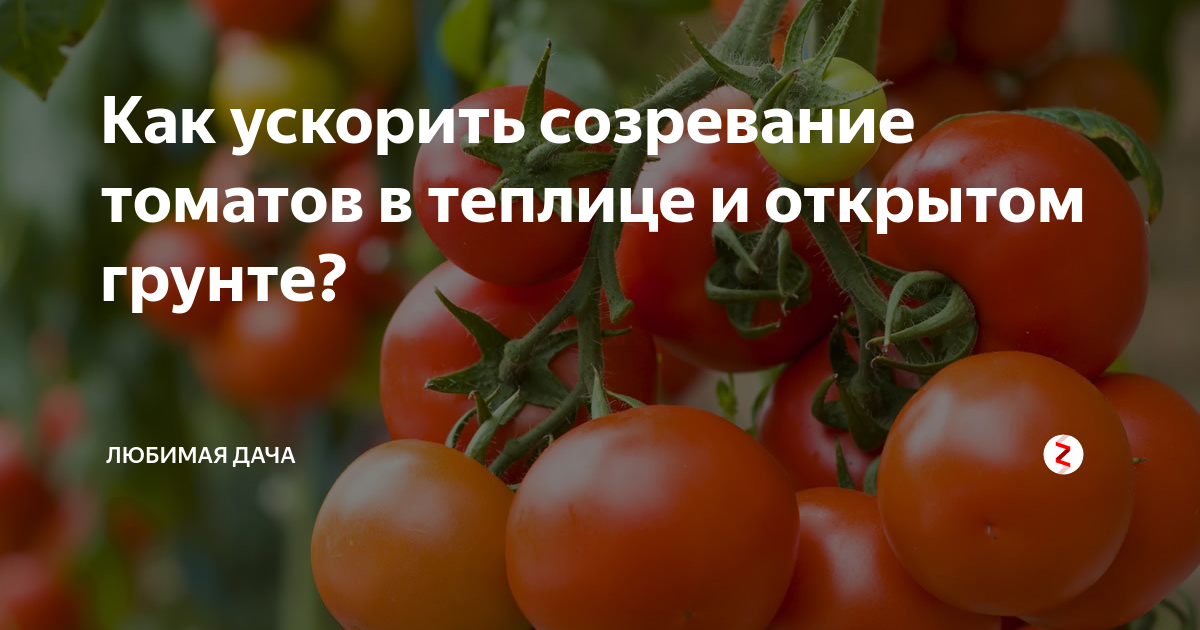 Как стресс влияет на созревание Что обрезать на кусте томата, чтобы плоды поспели Водочные уколы Что делать, если заморозки обещают завтра Меры для теплиц
