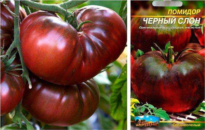 Помидоры дрова: фото, описание и особенности сорта