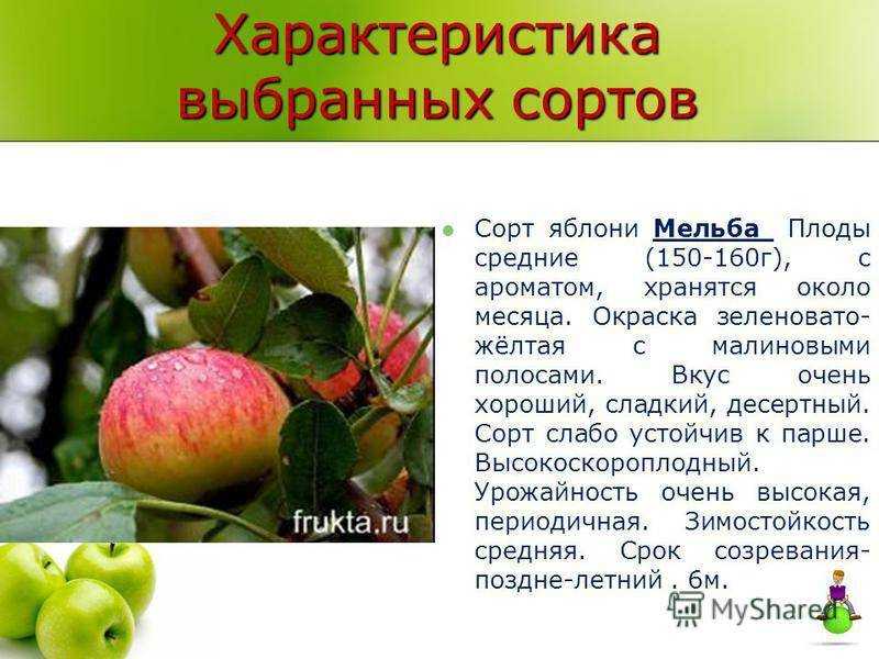 Особенности посадки и ухода за яблоней сорта «имант»