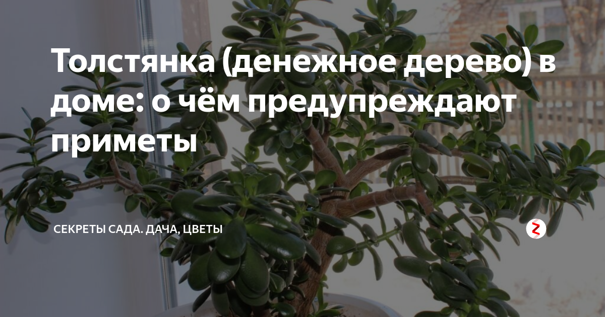 Денежное дерево приметы и суеверия для дома