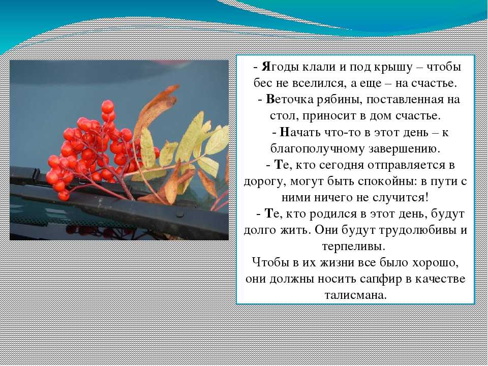Что если много рябины - какая будет зима по народным приметам