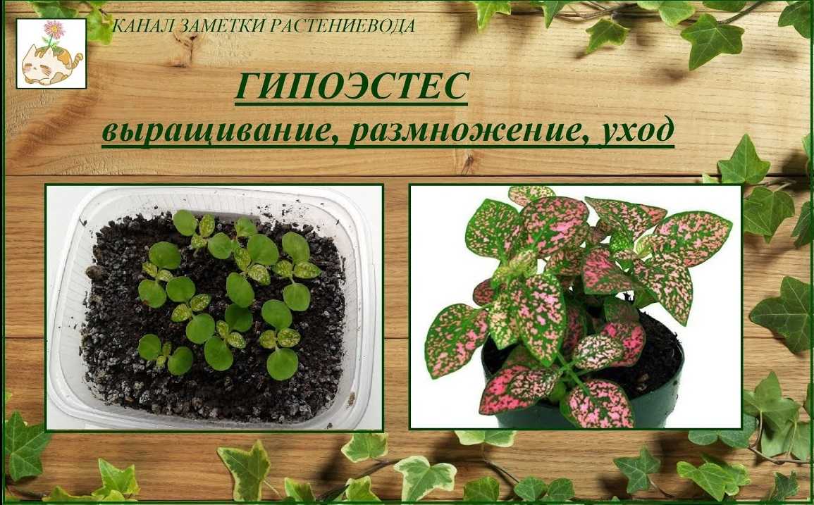 Гипестес - выращивание из семян, уход за гипоэстесом