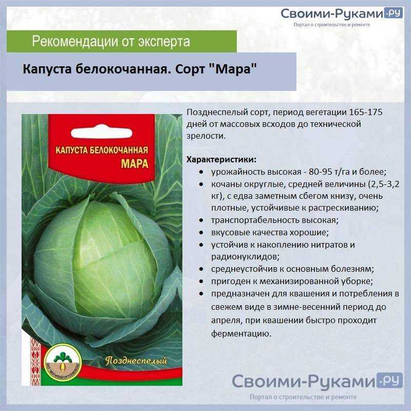 Лучшие ранние сорта цветной капусты для россии и ее регионов