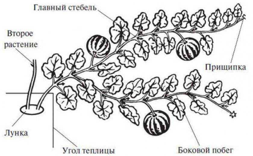 Как формировать и прищипывать тыкву в открытом грунте: схемы, сроки и правила прищипки