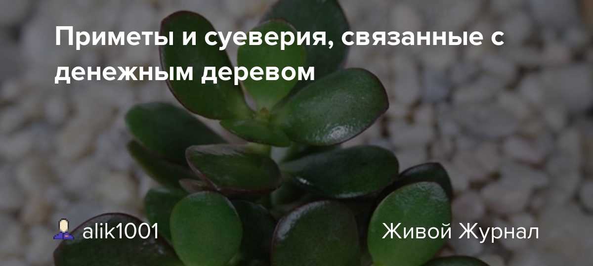 Уход за денежным деревом, приметы и суеверия о толстянке.