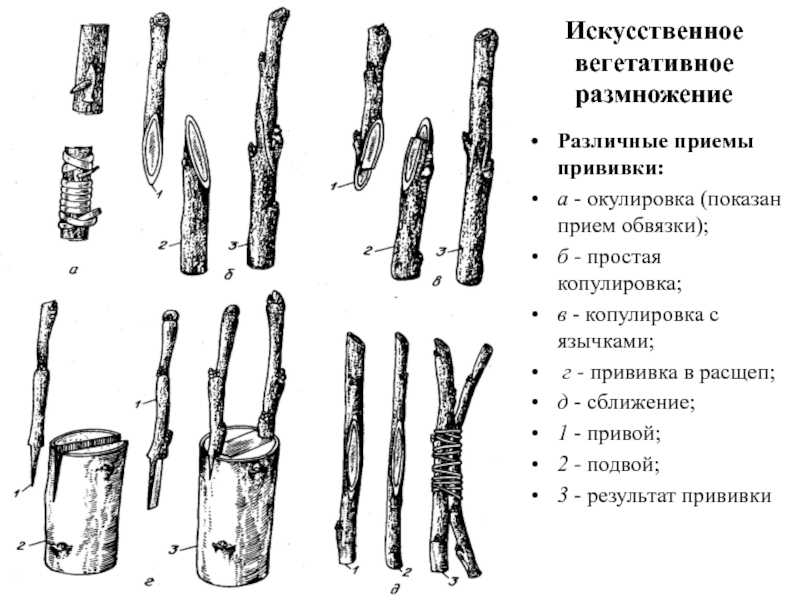 Что можно привить на абрикос: какова совместимость со сливой, вишней, персиком
