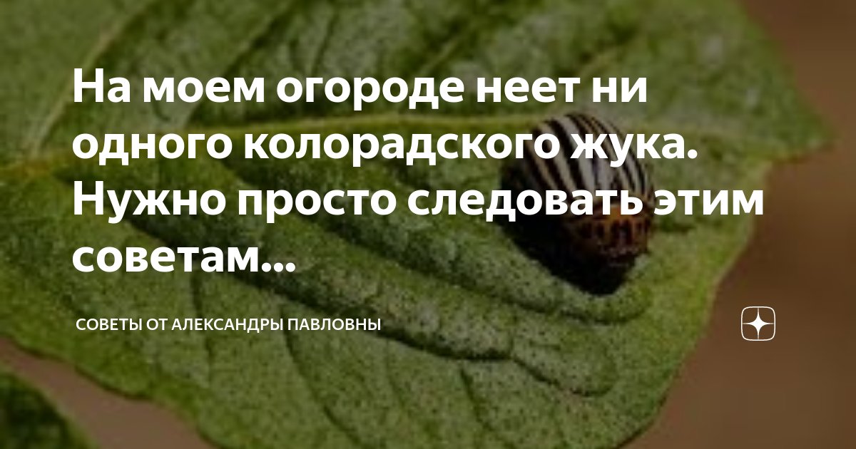Колорадский жук. откуда он взялся и как с ним бороться? | растения | школажизни.ру