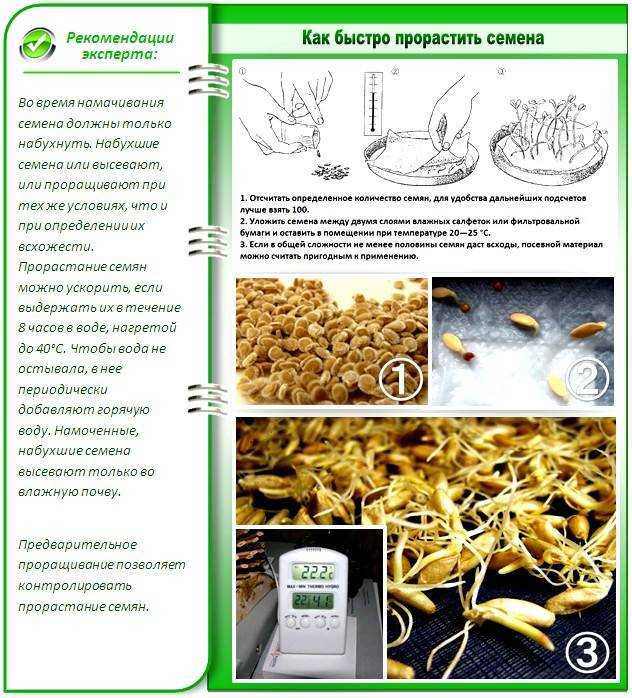 Рассада огурцов взойдет за 3 дня с нашими советами!