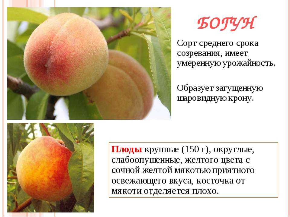 Описание и характеристика абрикоса сорта фаворит