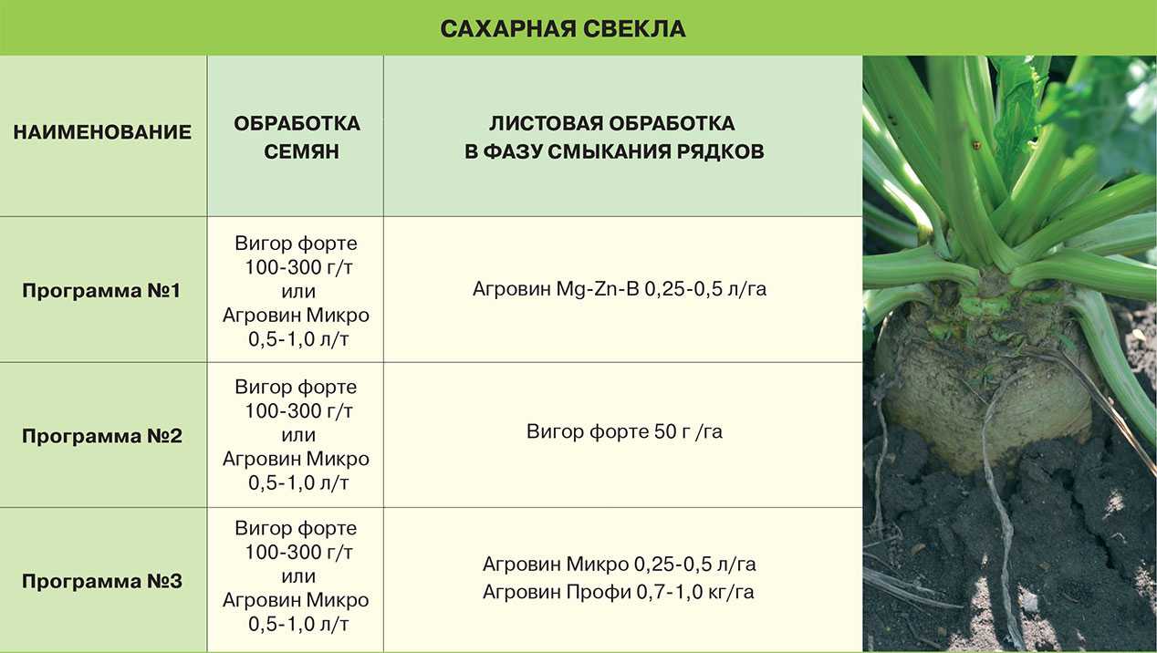 Посадка свеклы весной 2023 в открытый грунт семенами + сроки посева