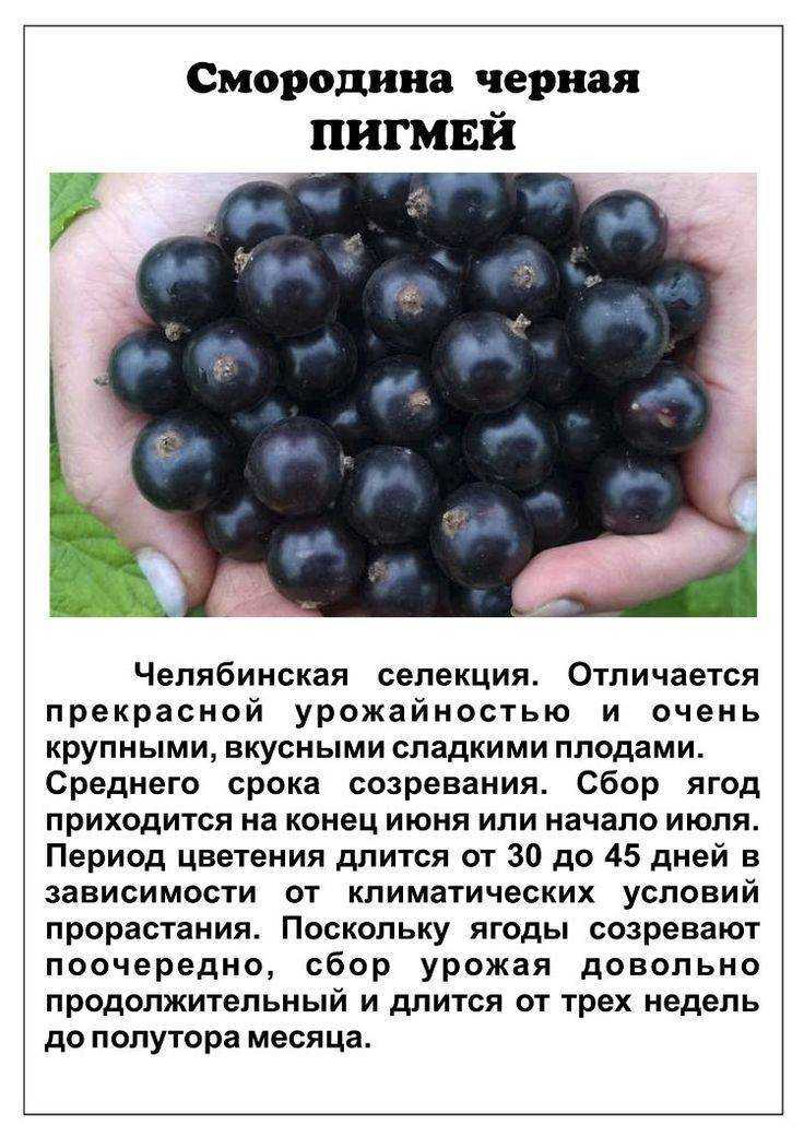 Описание чёрной смородины сорта Пигмей, достоинства и недостатки Правила посадки саженца и особенности ухода за растением