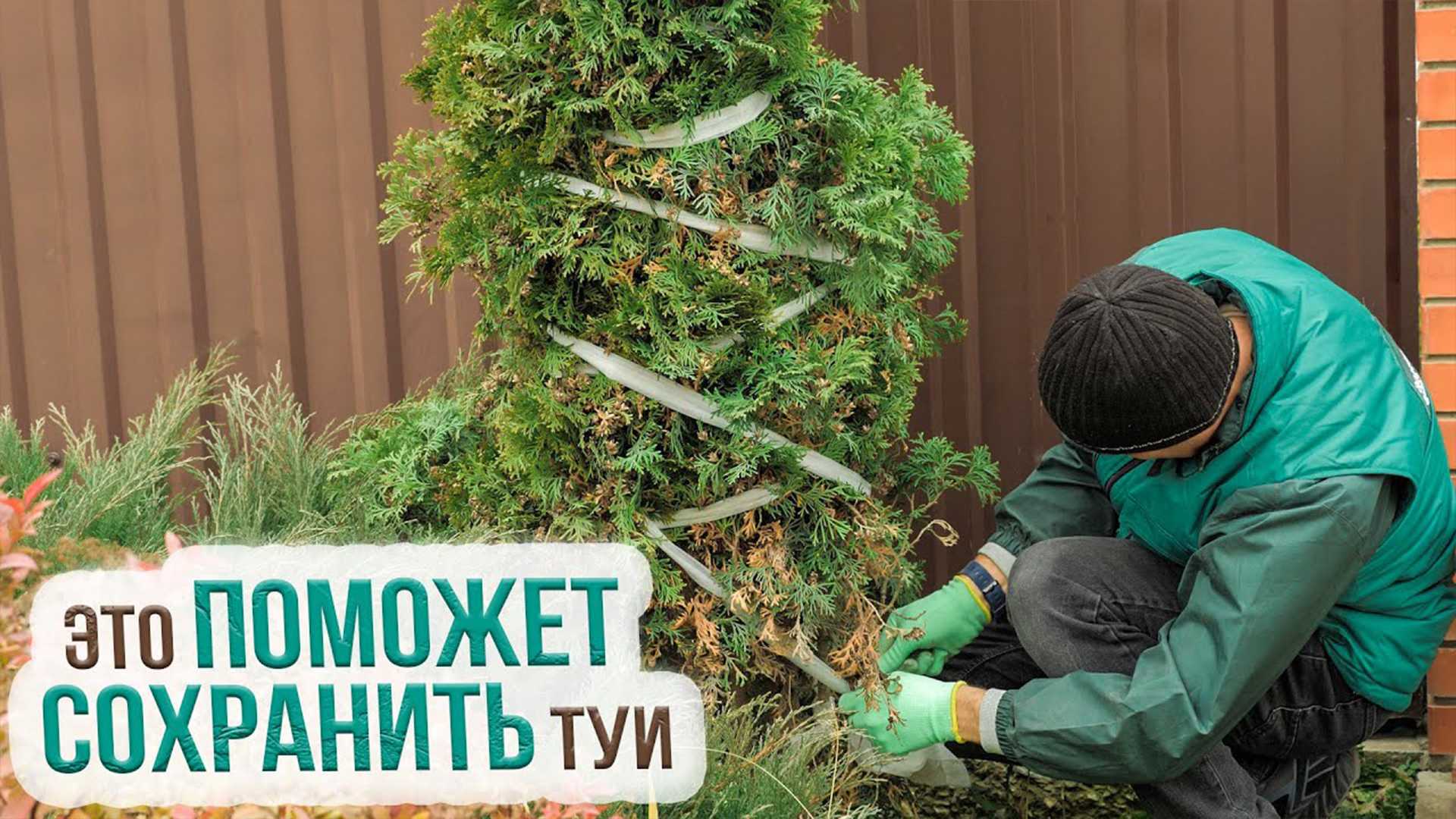 Нужно ли укрывать тую на зиму, советы по уходу и как правильно это делать