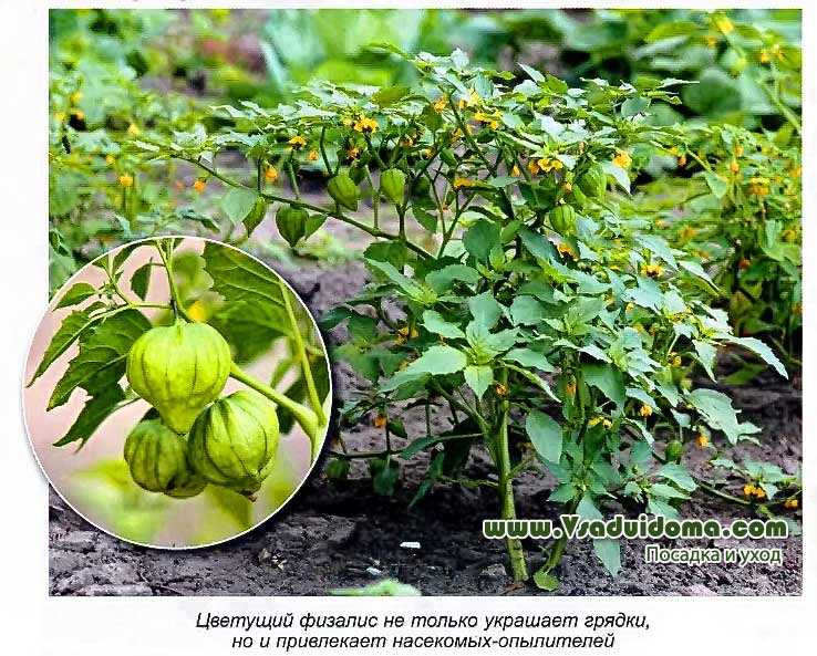 Выращиваем физалис овощной из семян