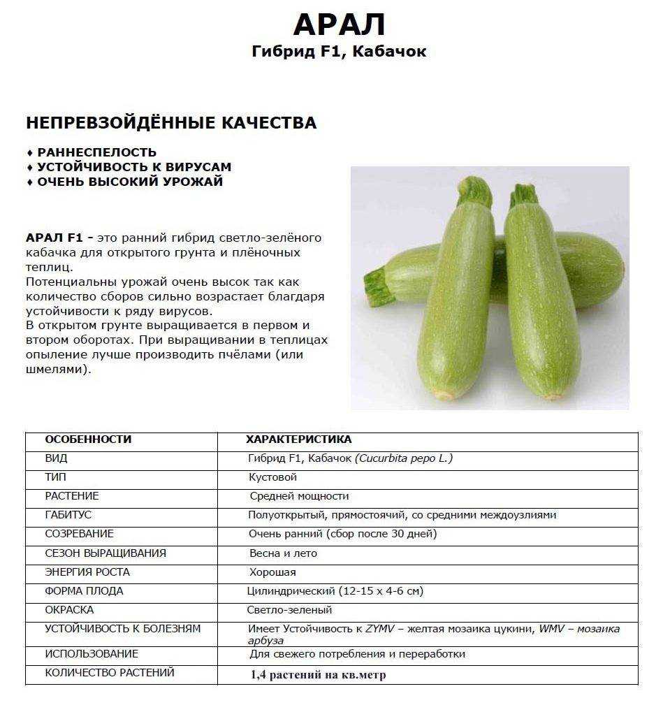 Лучшие сорта кабачков для открытого грунта и тепличного выращивания