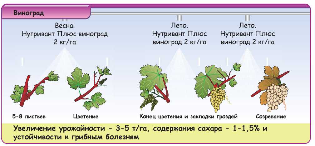 Когда открывать виноград после зимовки, при какой температуре + фото