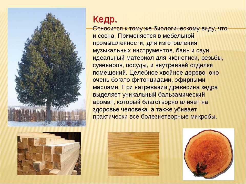 Используем сосновые ветки и иголки от новогодней елки с пользой