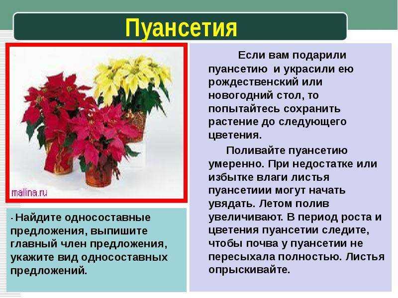 Цветок пуансеттия — как  ухаживать за рождественской звездой правильно?