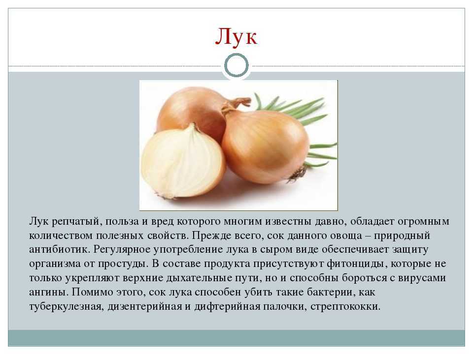 Лук репчатый эксибишен . выращивание и уход. фото — ботаничка