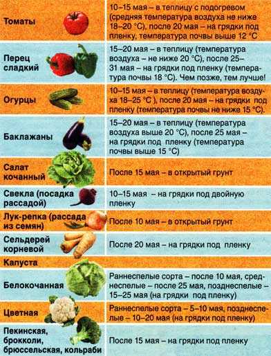 Когда сажать капусту в открытый грунт рассадой - сроки, технология, схема посадки