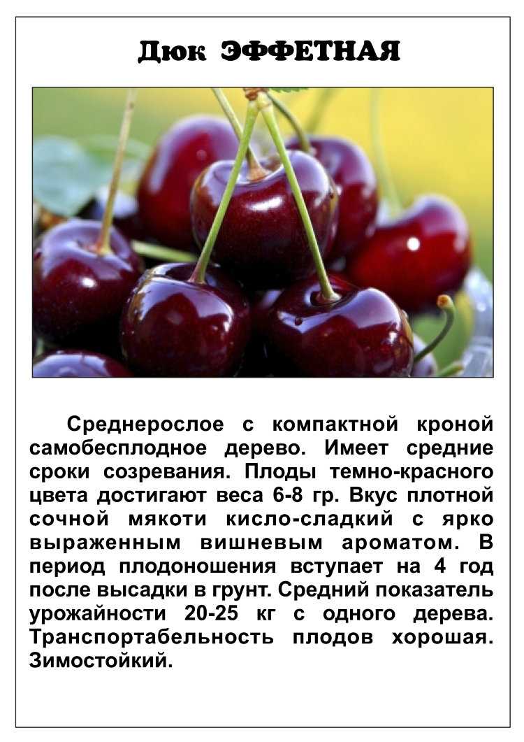 Сорт вишни ночка, описание, фото, характеристика и отзывы, особенности выращивания