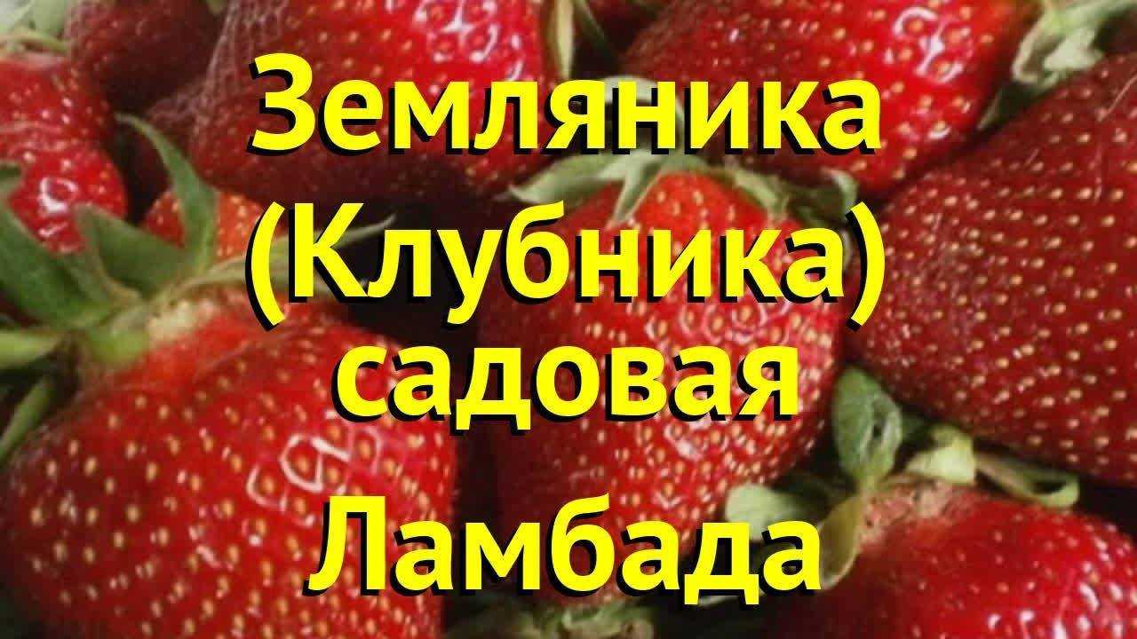 Клубника ламбада: описание сорта, фото, отзывы