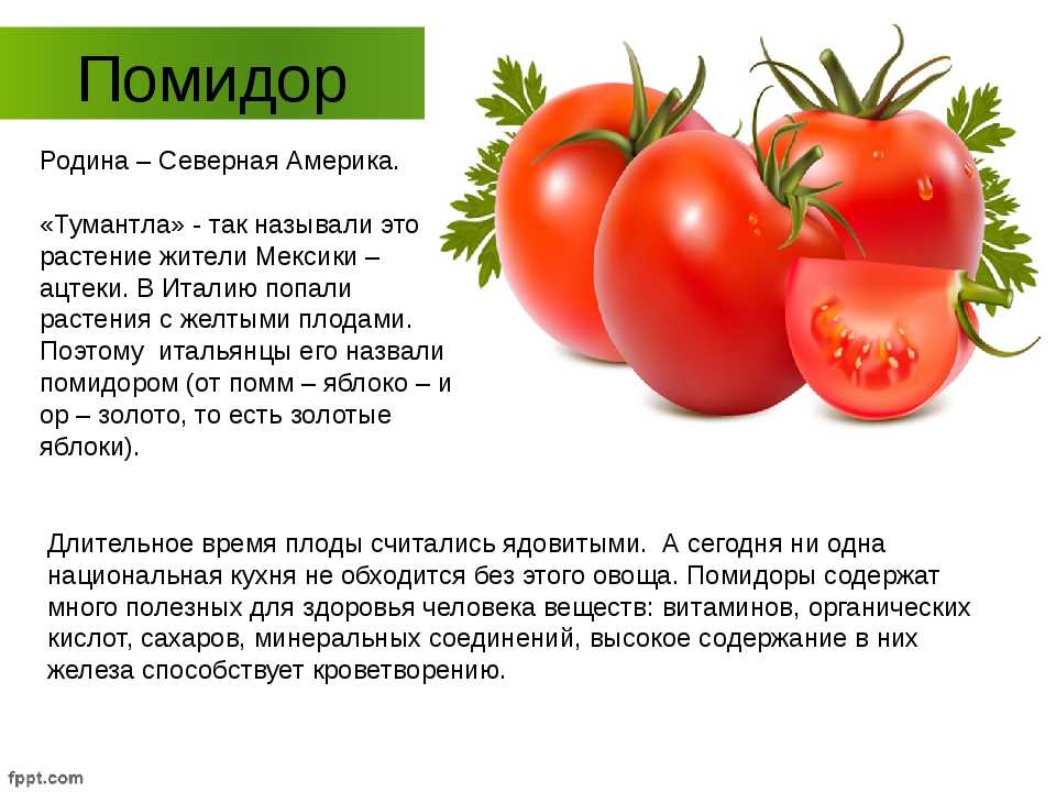 Условия помидоров. Паспорт растения томат. Томат помидор описание растения. Помидор характеристика плода. Помидор описание для детей.