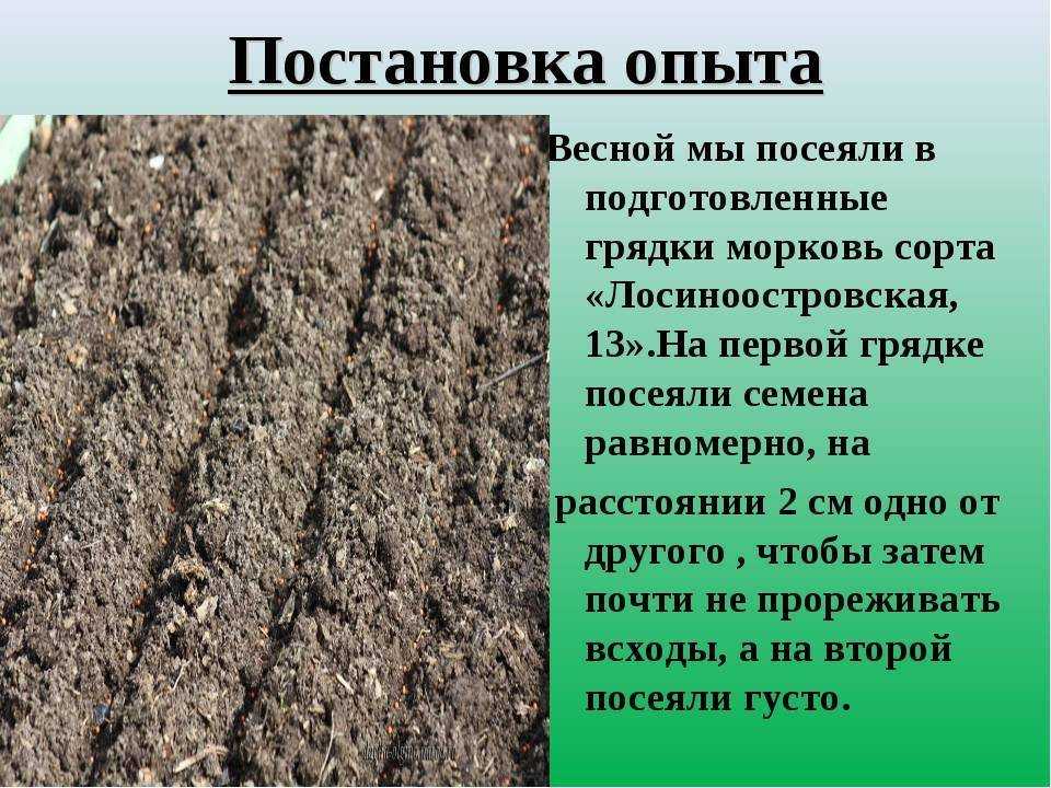 Как правильно проредить морковь в открытом грунте: сроки и пошаговое руководство