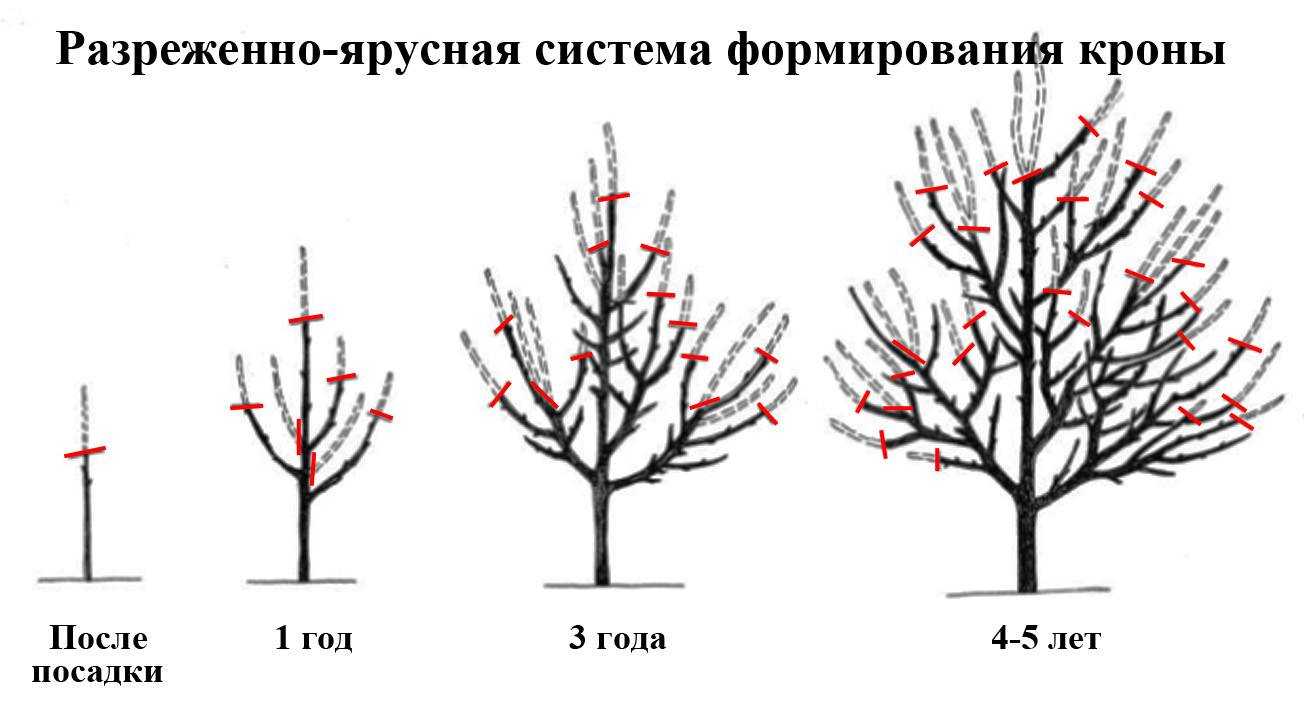 ᐉ обрезка персика: пошаговые инструкции, сроки, виды, полезные советы - zookovcheg.ru