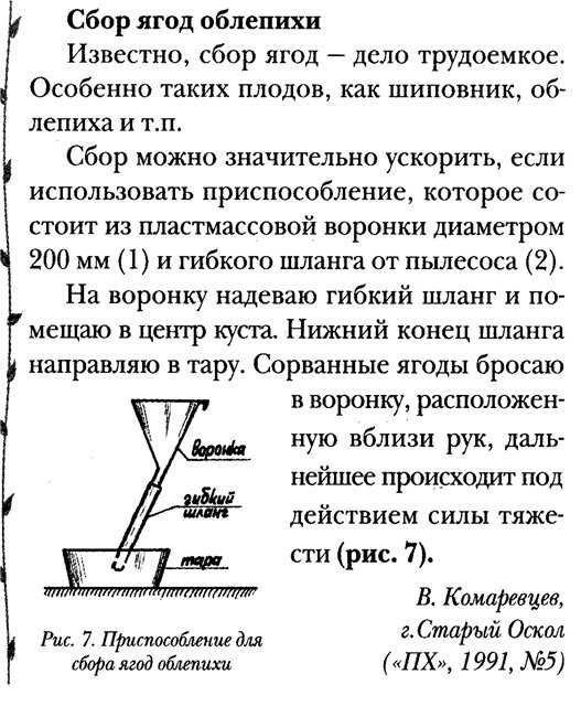 Когда собирать облепиху, как снять ягоды правильно и быстро, приспособление + фото