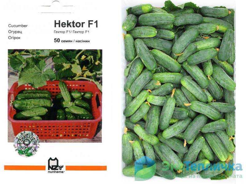 Лучшие голландские сорта огурцов для открытого грунта: самоопыляемые, как выбрать