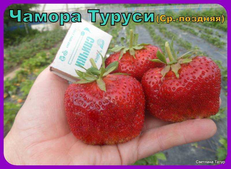 Клубника чамора труси: описание сорта с характеристикой и отзывами, особенности посадки и выращивания и ухода, фото