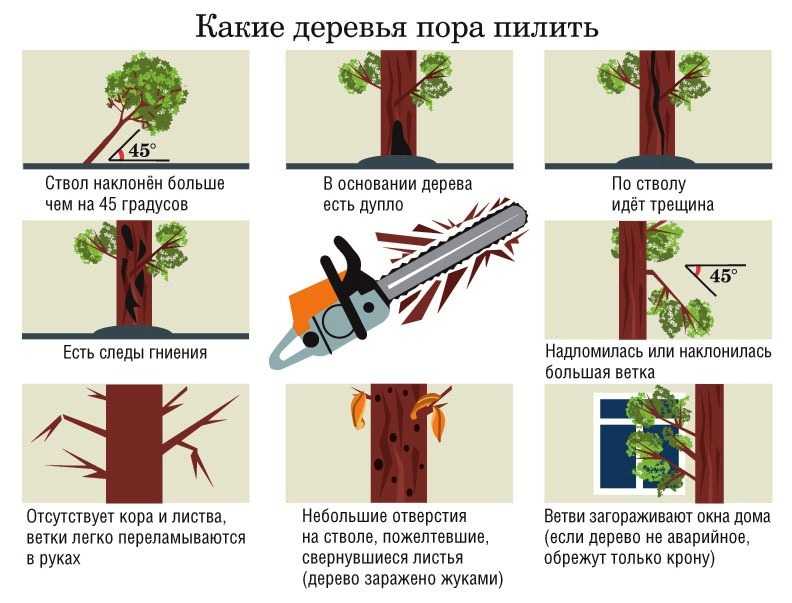 Какие деревья можно сажать на участке возле и перед домом, а какие нельзя?