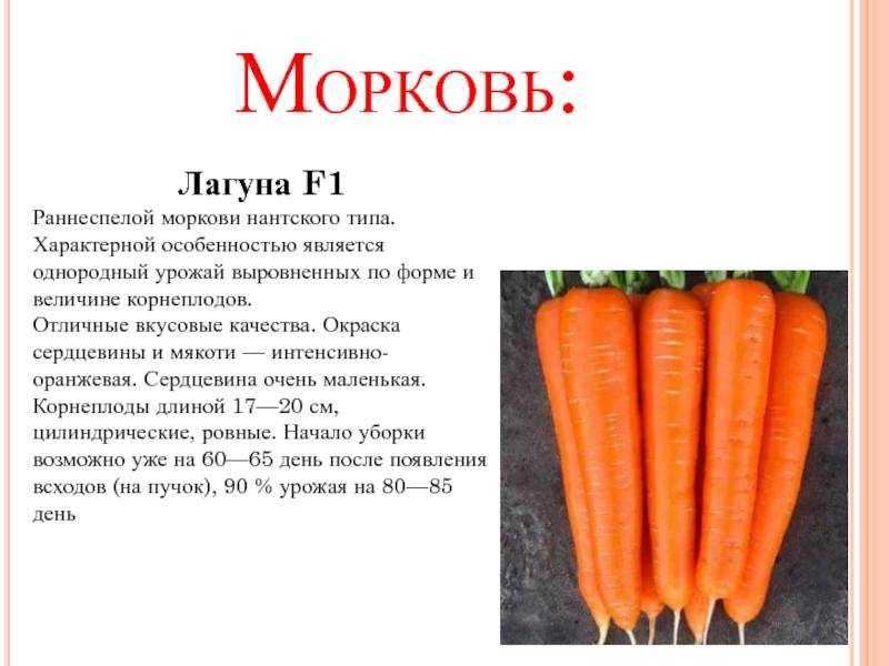 Белая сердцевина у моркови — почему так происходит