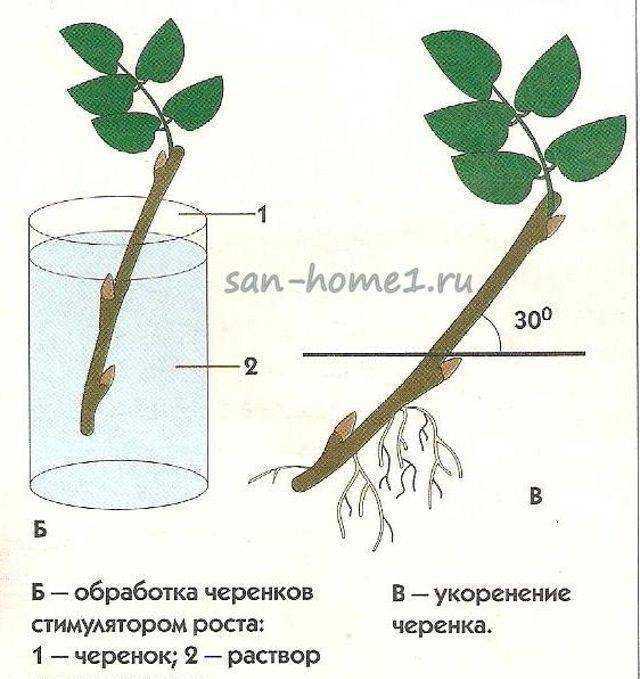 Как вырастить розу из черенка в домашних условиях: как размножать из срезанной, правильно посадить в горшок, развести, укоренение и уход за комнатным цветком, фото selo.guru — интернет портал о сельском хозяйстве
