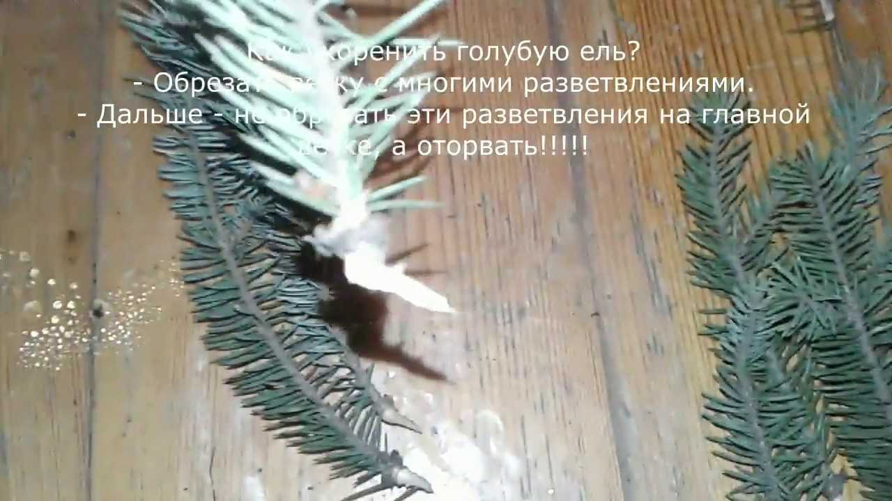 Размножение хвойных в домашних условиях: семенами, отводками, черенками